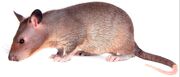 American pouched rat (SciiFii)