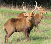 American hog deer (SciiFii)