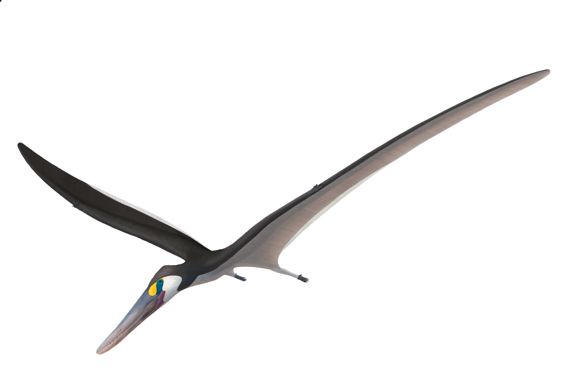 FAB 竜鱗の飛行進路 Dragonscaler Flight Path CF HNT] Dragonscaler Flight Path : r/FleshandBloodTCG