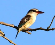 American kookaburra (SciiFii)