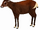 American saola