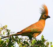 American lourie (SciiFii)