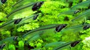 American glass catfish (SciiFii)
