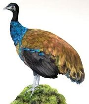 American guineafowl (SciiFii)