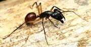 American giant ant (SciiFii)