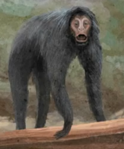 Ameranthropoides loysi (SciiFii)