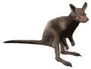 American kangaroo (SciiFii)