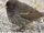American vampire finch