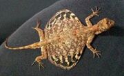 American flying dragon (SciiFii)
