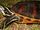 California red-bellied turtle