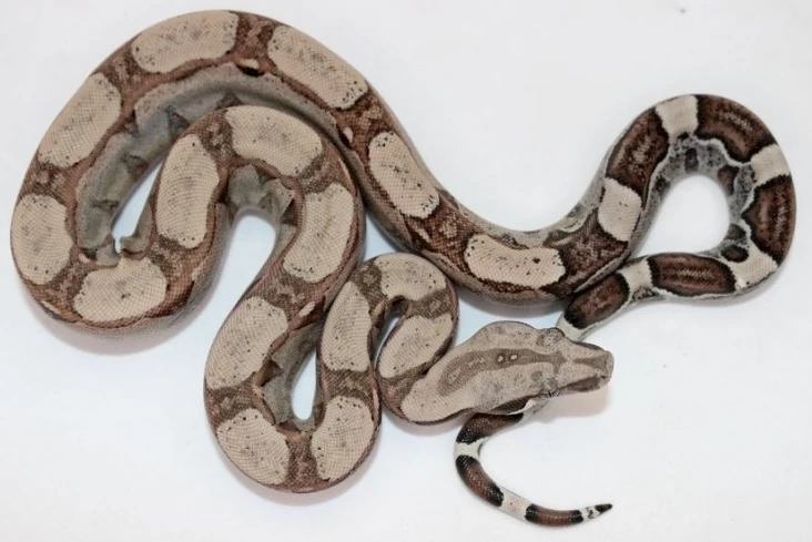 洋書　The Complete Boa Constrictor ボア The More Complete Boa Constrictor: Vincent Russo