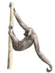 American ape lemur (SciiFii)
