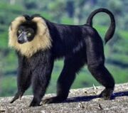 American lion-tailed lemur (SciiFii)