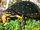 Western spotted turtle