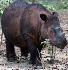 American lesser rhinoceros (SciiFii)