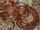 California corn snake