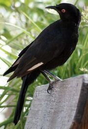 American chough (SciiFii)