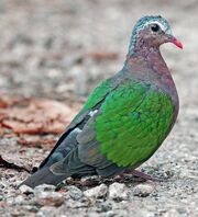 American emerald dove (SciiFii)