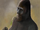 Bigfoot