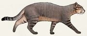 American fishing cat (SciiFii)