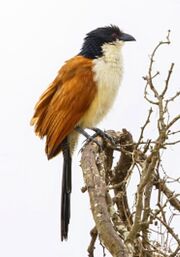 American coucal (SciiFii)