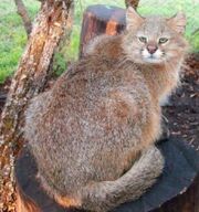 American mountain cat (SciiFii)