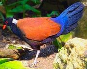 American pheasant pigeon (SciiFii)