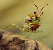 American ringed flower mantis (SciiFii)