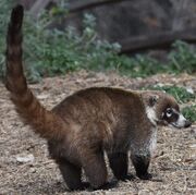 North American coati (SciiFii)