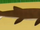 Brazilian rock shark