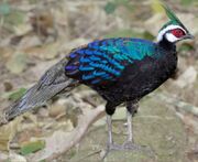 American peacock-pheasant (SciiFii)