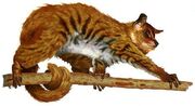 American bushbaby (SciiFii)