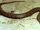 American tentacled snake
