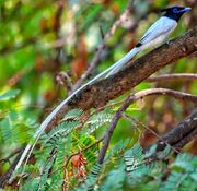 American paradise flycatcher (SciiFii)