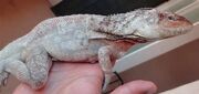 American frilled lizard (SciiFii)