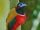 Bleeding-hearted trogon