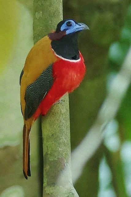 Bleeding-hearted trogon | SciiFii Wiki | Fandom