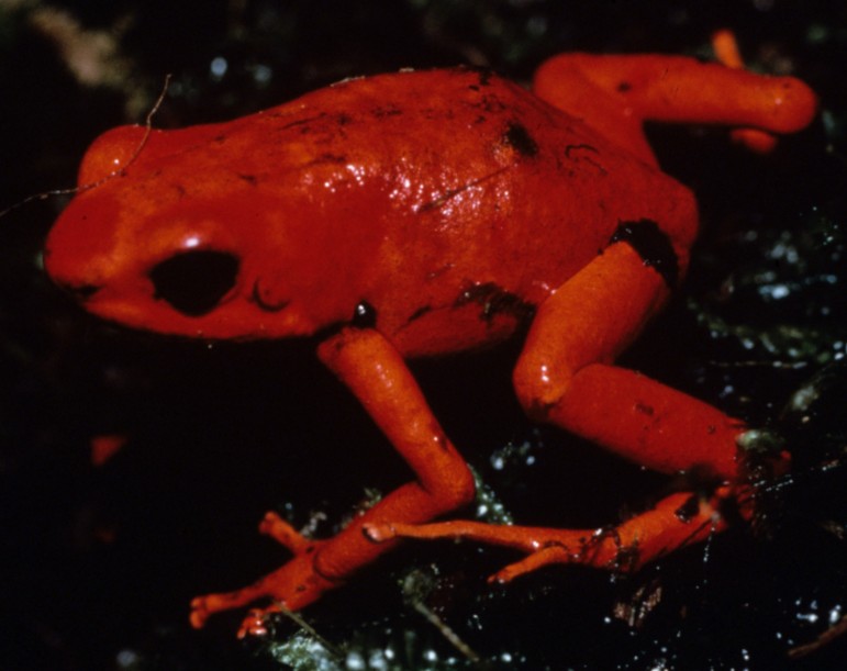 Poison Dart Frog, Characteristics, Habitat & Facts