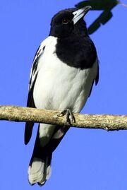American butcherbird (SciiFii)