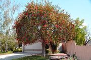 American bottlebrush (SciiFii)