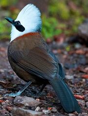 American laughingthrush (SciiFii)