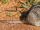 American zebra mouse