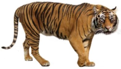 Javan tiger