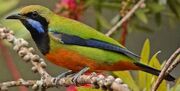 American leafbird (SciiFii)