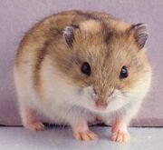 American hamster (SciiFii)