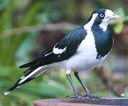 American magpie-lark (SciiFii)