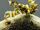 American spiny flower mantis