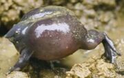 American purple frog (SciiFii)