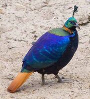 American monal (SciiFii)