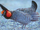 Western prairie chicken